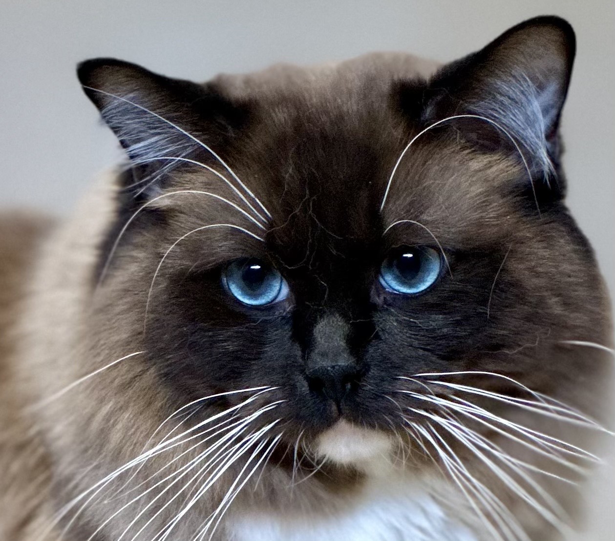 Posh Ragdollz’s Sire | New York – Posh Ragdollz